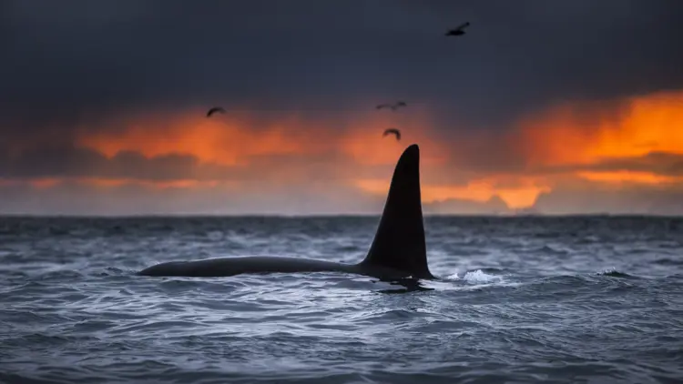 Ocean with whale fin in the foreground. Mountains in the background.
