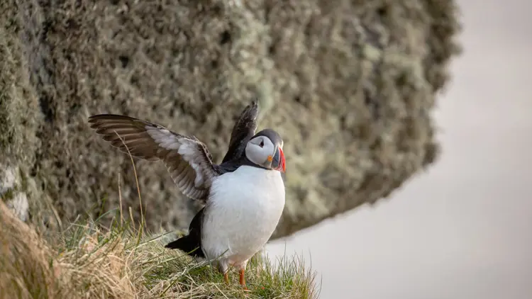 Close-up of a bird in Fosnavåg.