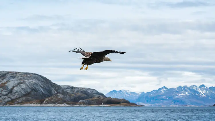 White-tailed sea eagle flying over water